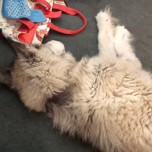 Meet your Posher, Kalman